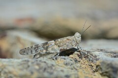 Sphingonotus rubescens rubescens