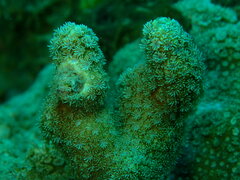 Goniopora fruticosa