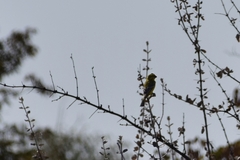 Crithagra flaviventris