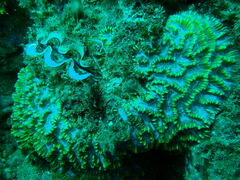 Oulophyllia crispa