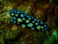 Phyllidia guamensis