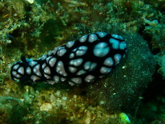 Phyllidiella