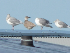 Larus glaucescens × occidentalis