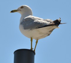 Larus delawarensis