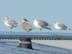 Larus glaucescens × occidentalis