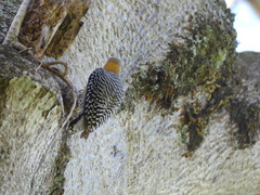 Melanerpes hoffmannii