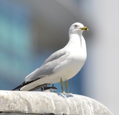 Larus delawarensis