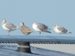 Larus glaucescens × occidentalis