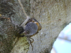 Melanerpes hoffmannii