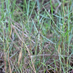 Argiope catenulata
