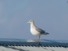 Larus glaucescens × occidentalis