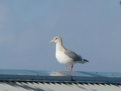 Larus glaucescens × occidentalis