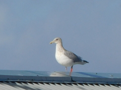 Larus glaucescens × occidentalis