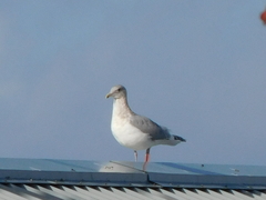 Larus glaucescens × occidentalis