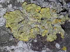 Xanthoria parietina