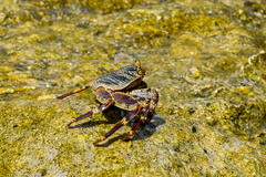 Grapsus