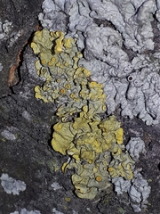 Xanthoria parietina