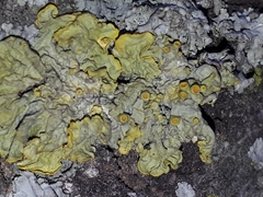 Xanthoria parietina