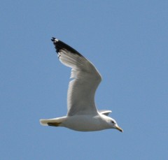 Larus delawarensis