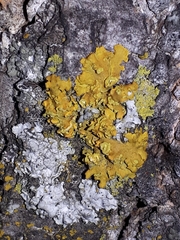 Xanthomendoza fallax