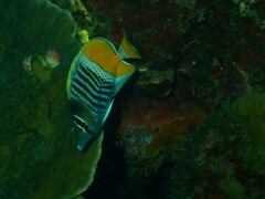 Chaetodon mertensii