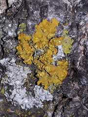 Xanthomendoza fallax