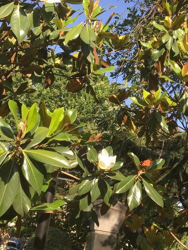 Velecvjetna magnolija (Magnolia grandiflora)