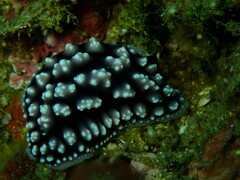 Phyllidiopsis burni