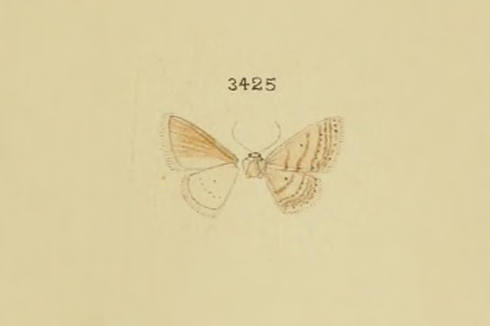 Lobocleta figurinata