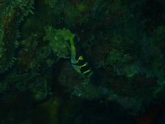 Canthigaster valentini