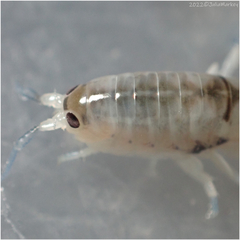 Megalorchestia corniculata