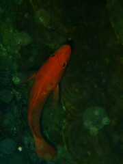 Cephalopholis spiloparaea