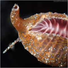 Pseudopusula californiana