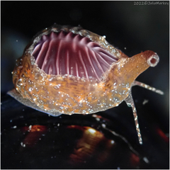 Pseudopusula californiana