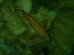 Cephalopholis urodeta