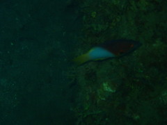 Bodianus axillaris