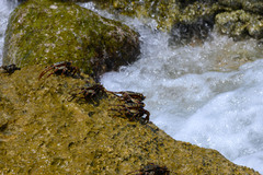 Grapsus