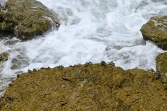 Grapsus