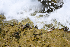 Grapsus