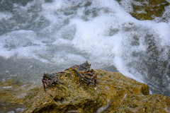 Grapsus
