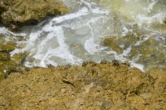 Grapsus