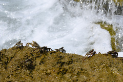 Grapsus