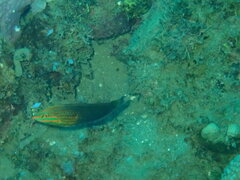 Halichoeres biocellatus