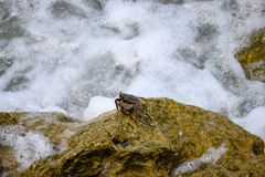 Grapsus