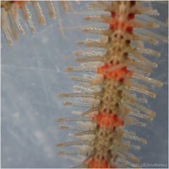 Ophiothrix spiculata