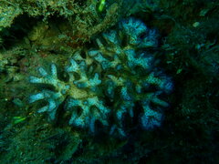 Pocillopora acuta
