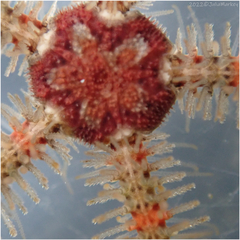 Ophiothrix spiculata