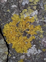 Xanthomendoza fallax