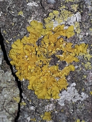 Xanthomendoza fallax