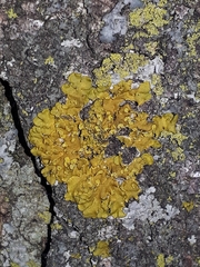 Xanthomendoza fallax